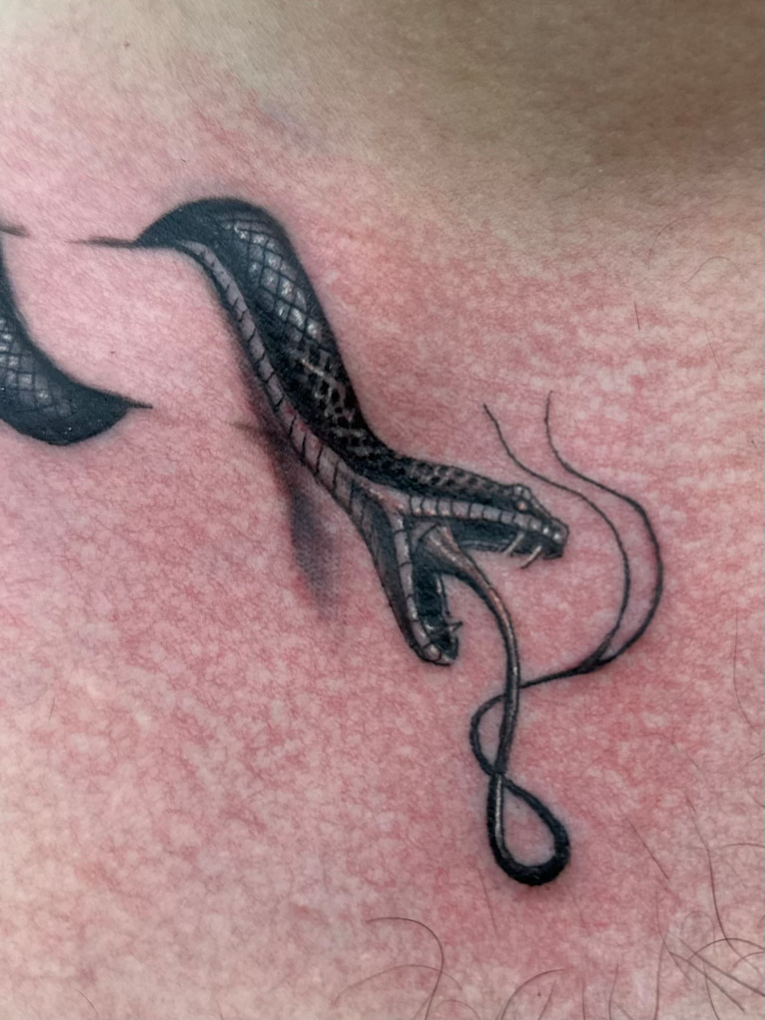 Black and grey realism snake collarbone tattoo