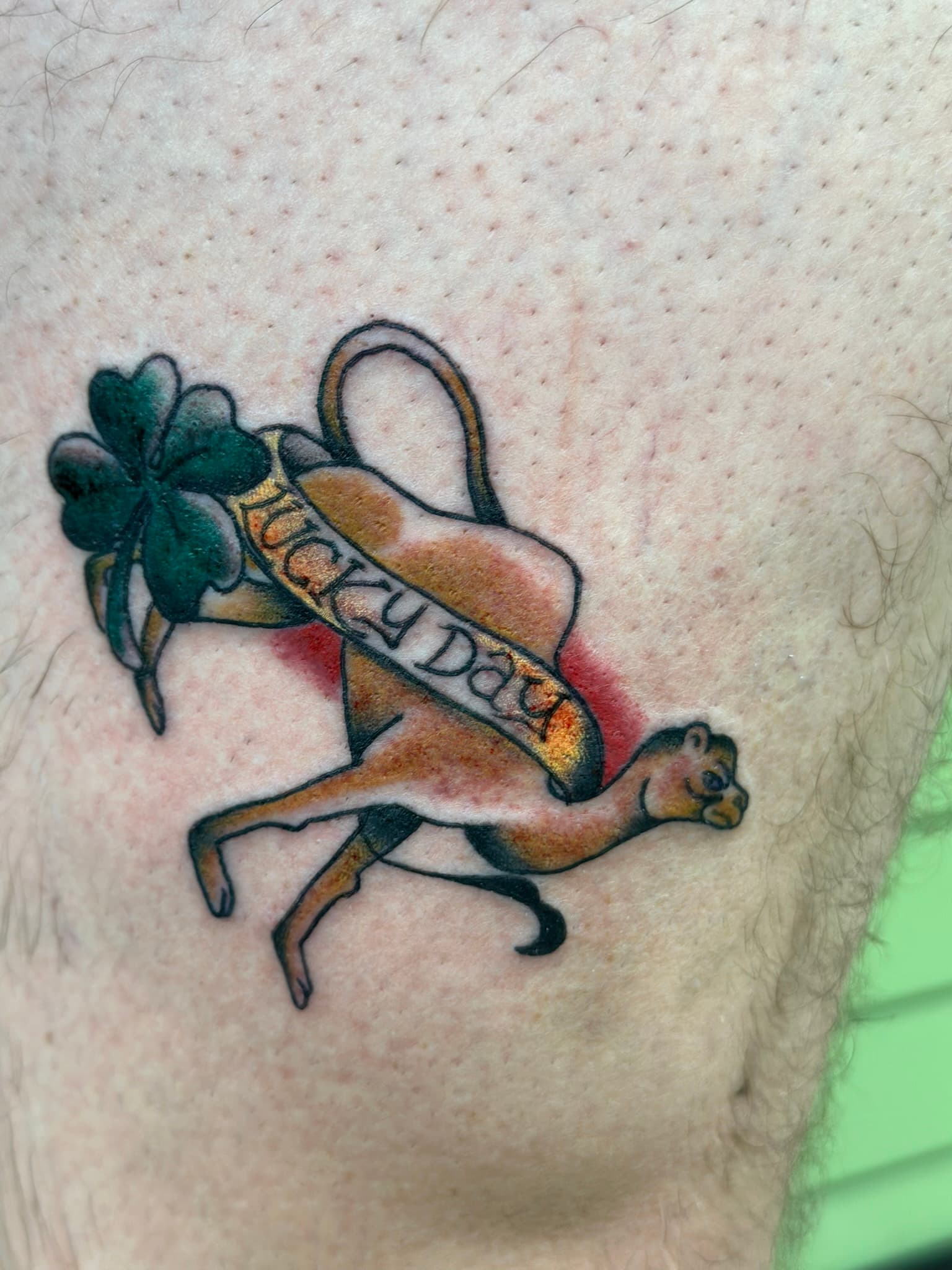 American traditional camel tattoo by Isaac Mackenzie, Oahu